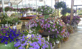 greenhouse