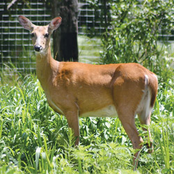 Deer Resistant Plant List