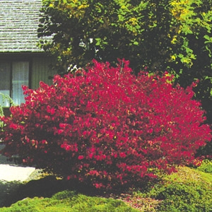 Dwarf Burning Bush | Plymouth Nursery