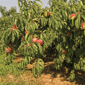 peach tree peaches