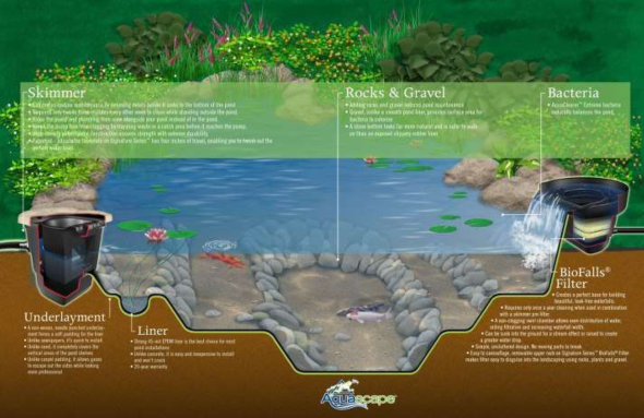 Pond Cutaway