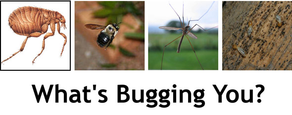 Bugs