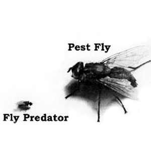 spalding fly predators